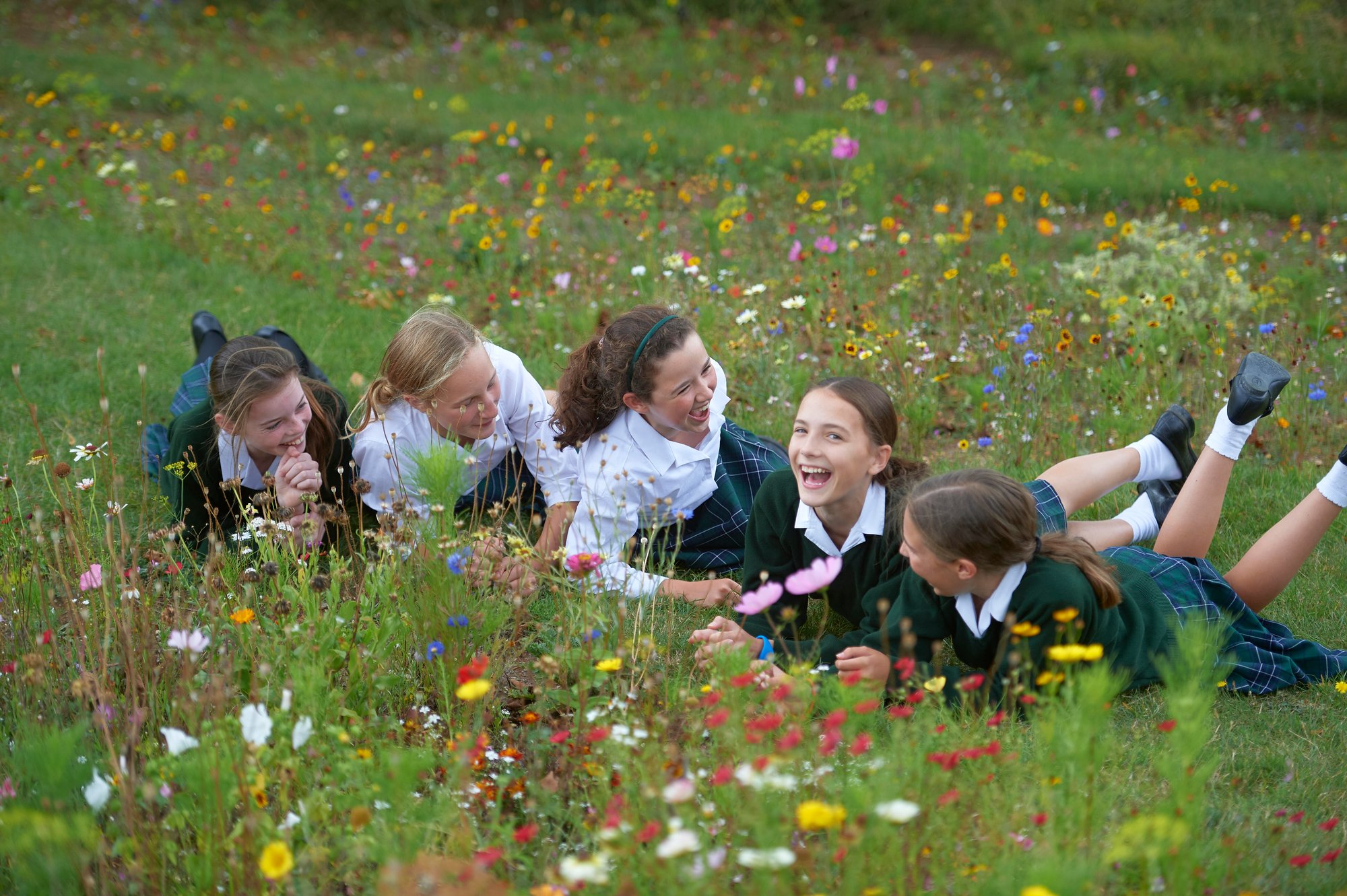 OFH Meadow